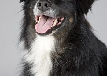pet