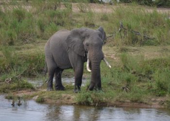 safari